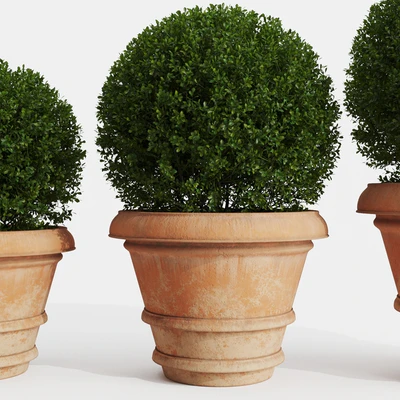 Boxwood evergreen in clay pots — Ver 2