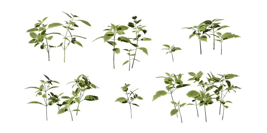 common hemp nettle 001 — Скачать