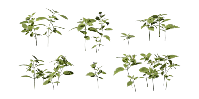 common hemp nettle 001 — Скачать