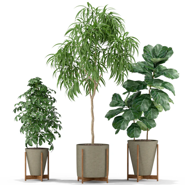 Plants collection 343 — Descargar