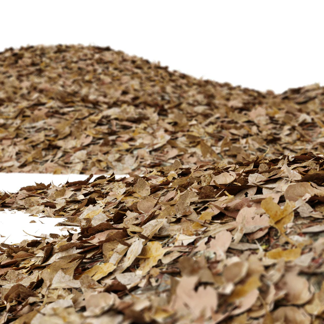 Autumn leaves — Descargar