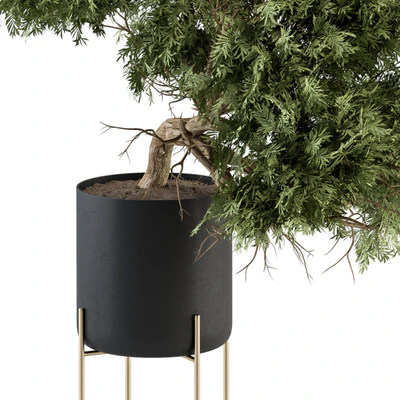 indoor Plant Set 345 - Tree in Black pot — Вид 3