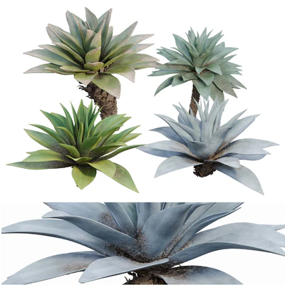 Agave 03 — Ver 1