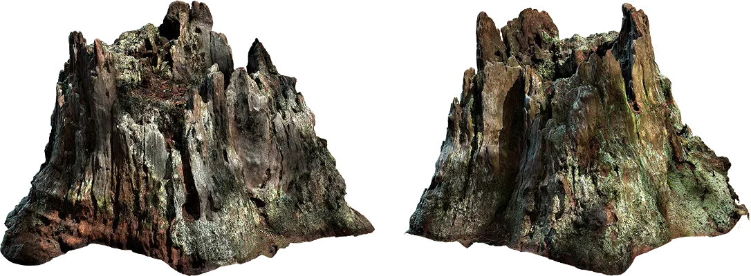 dead tree stump 001 — Descargar
