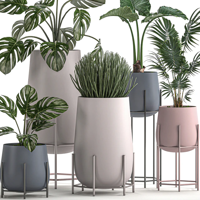Collection of small indoor plants in modern pots on legs with Monstera, Palm, hovea, alokasia, Sansevieria. Set 547. — Descargar