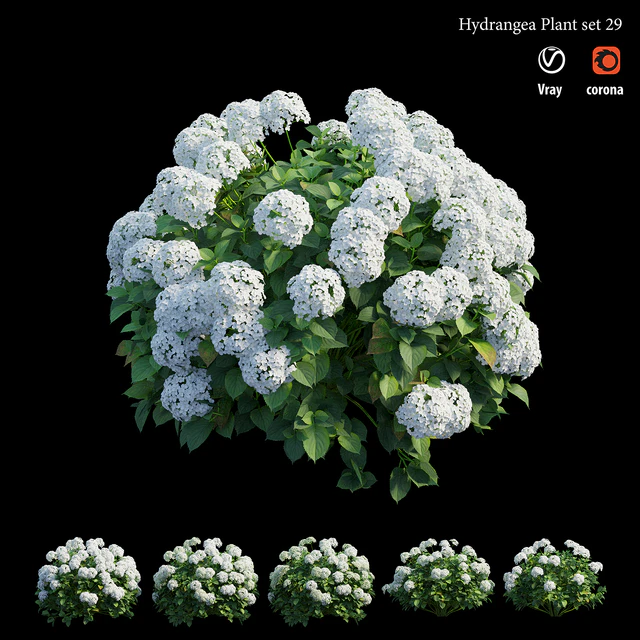 Hydrangea Plant set 29 — Descargar