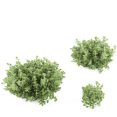 Бересклет Форчуна куст | Euonymus Fortunei Emerald Gaiety — Вид 3