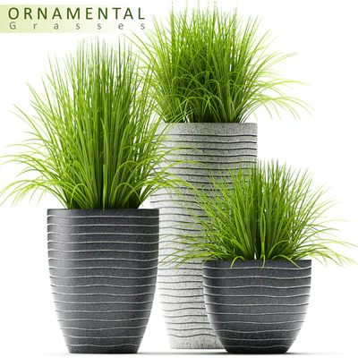 PLANTS 46 — Ver 1