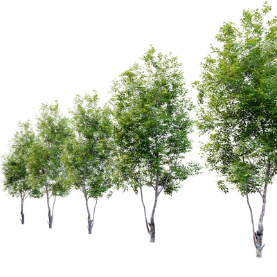 Cherry Tree 2 — Ver 3