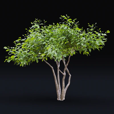 Star Magnolia | Magnolia stellata — Ver 3