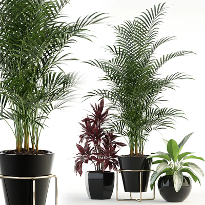 Plants collection 89 — Вид 1