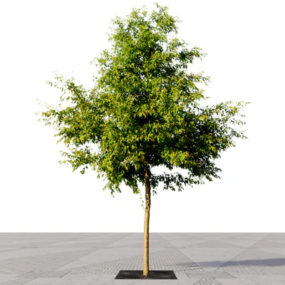 Paving concrete plates mix HR / street furniture 06 — Ver 3