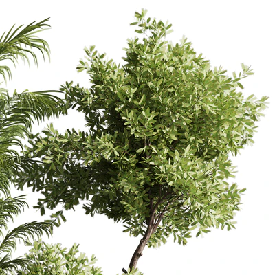 indoor plant set 57 — Вид 5