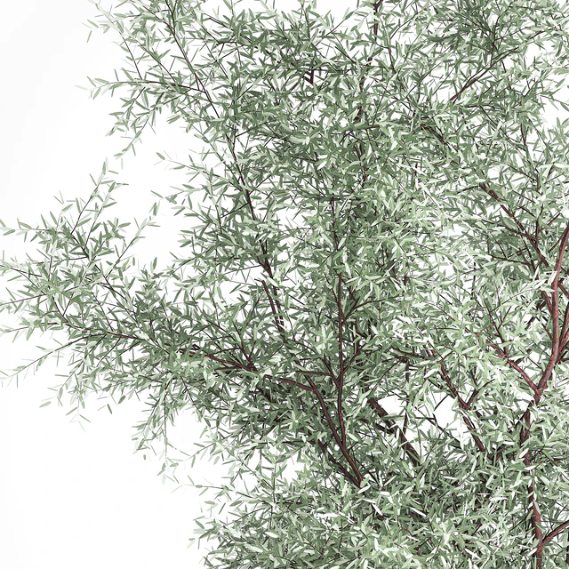 Альпийская горка с кустами олива, сосна, камыш, Ковыль трава, Лох серебристый. Набор растений 1189 — Скачать