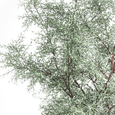 Альпийская горка с кустами олива, сосна, камыш, Ковыль трава, Лох серебристый. Набор растений 1189 — Вид 5