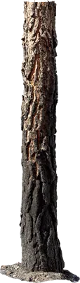 blackened tree trunk 002 — Скачать