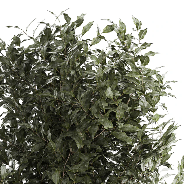 Beautiful interior tree in a modern pot Ficus benjamina. 1232 — Descargar