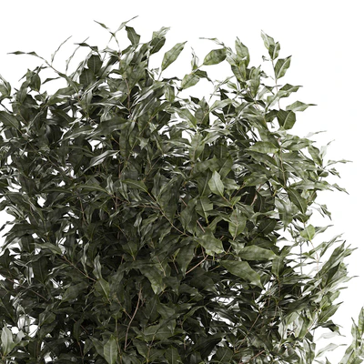 Beautiful interior tree in a modern pot Ficus benjamina. 1232 — Ver 6