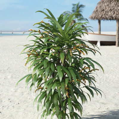 palm trees 029 — Descargar