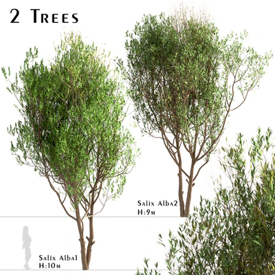 Set of Salix Alba Trees (White Willow) (2 Trees) — Ver 1