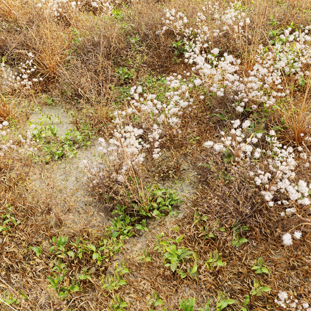Dry meadow — Descargar