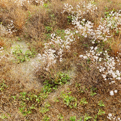 Dry meadow — Ver 1