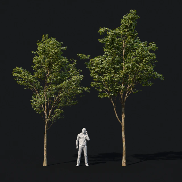 Young maples — Descargar