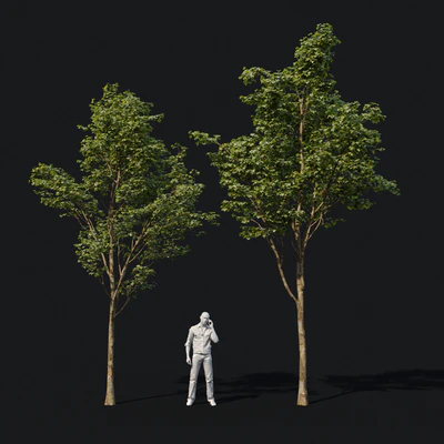 Young maples — Ver 1