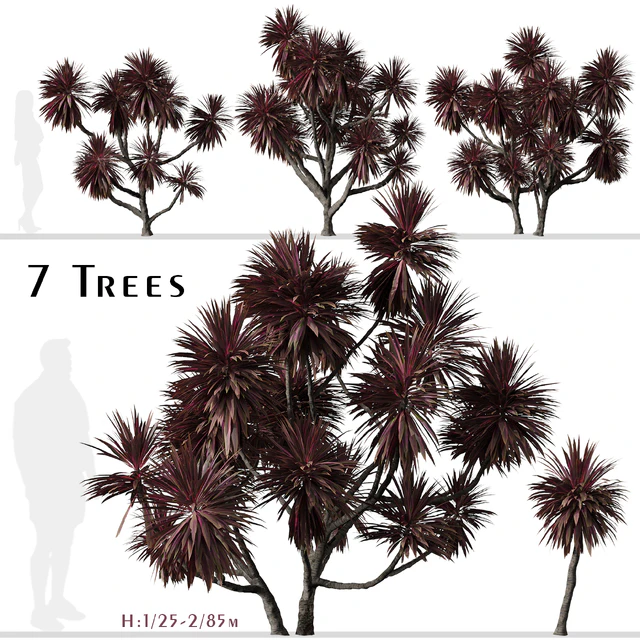 Set of Cordyline australis Trees (Cabbage Tree) (7 Trees) — Descargar