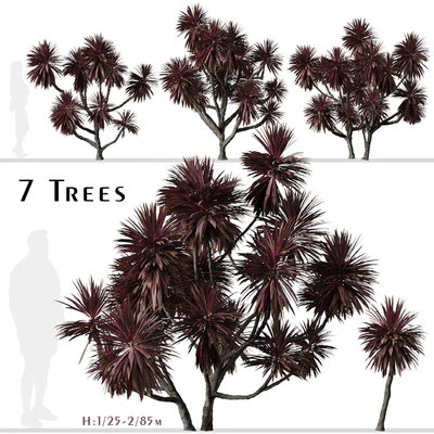 Set of Cordyline australis Trees (Cabbage Tree) (7 Trees) — descargar
