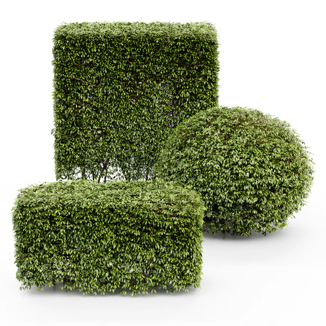Dwarf Yaupon Holly - Spherical + Box hedge — Descargar