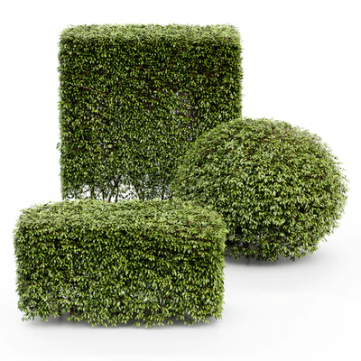 Dwarf Yaupon Holly - Spherical + Box hedge — Ver 5