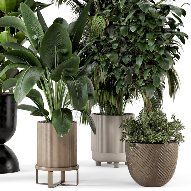 Indoor Plants in Ferm Living Bau Pot Large - Set 290 — Скачать