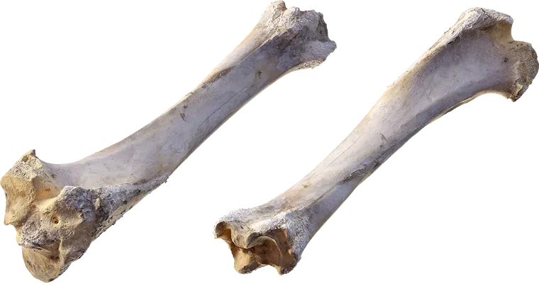 ram leg bone 001 — Descargar