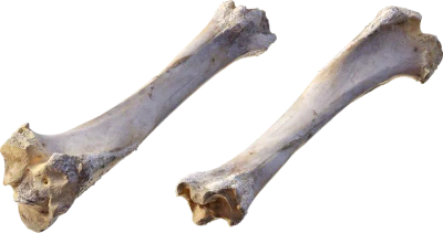 ram leg bone 001 — Descargar