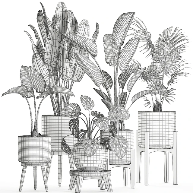 Collection of small beautiful plants in black pots on legs with Banana palm, strelitzia, monstera. Set 659. — Descargar