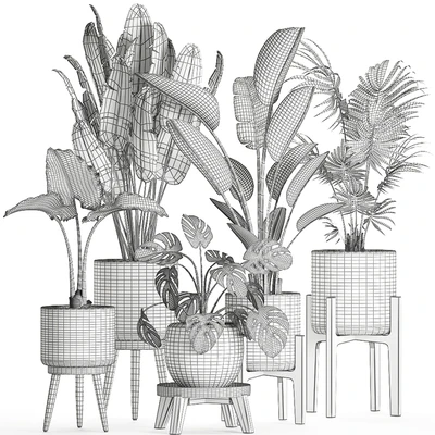 Collection of small beautiful plants in black pots on legs with Banana palm, strelitzia, monstera. Set 659. — Ver 3