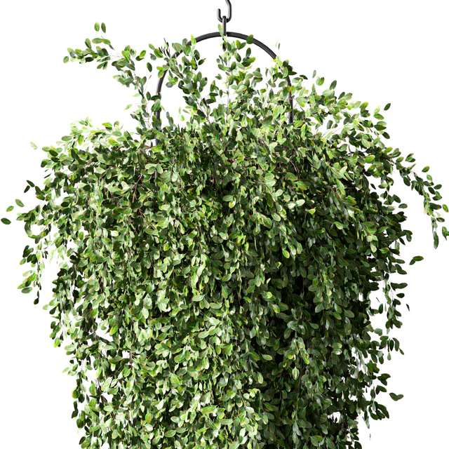 Hanging Plant Set.168 — Download