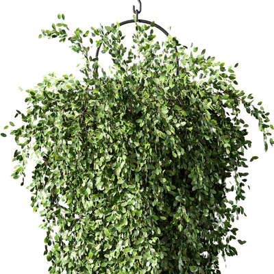 Hanging Plant Set.168 — View 4