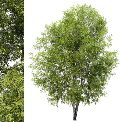 Fraxinus mandshurica 2 — Ver 4