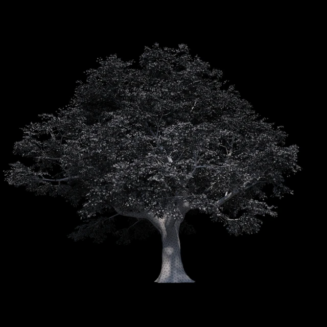 Beech great Razlog — Descargar