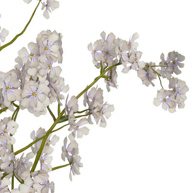 decorative set 25 — Descargar
