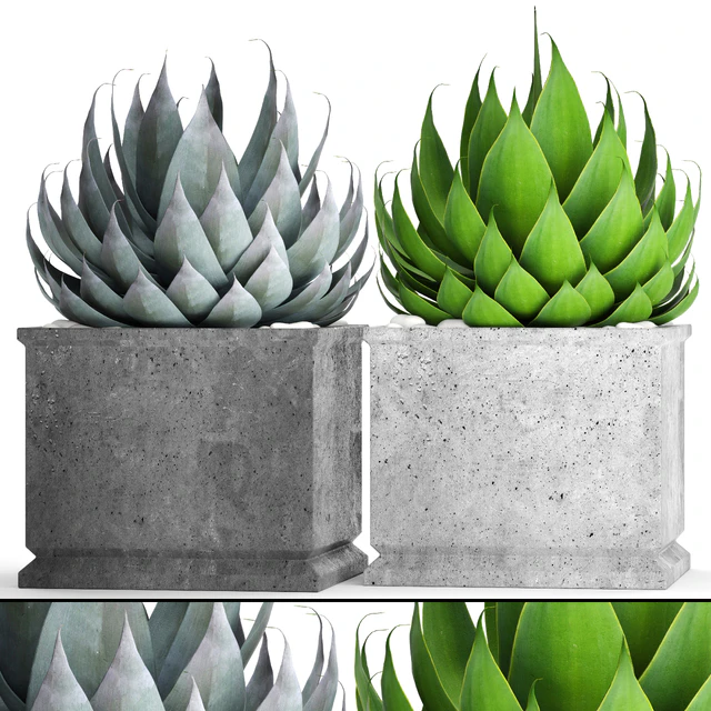 A collection of plants in pots. Agave, flower, pot, outdoor, concrete flowerpot — Descargar