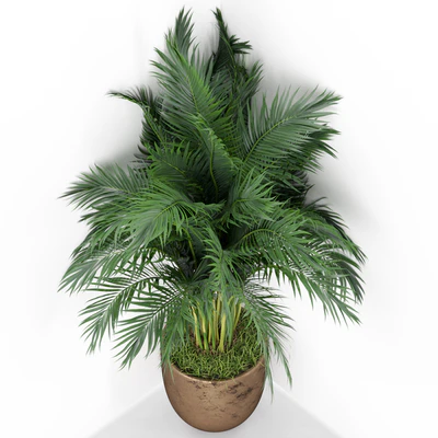 Plants collection 386 — Ver 3