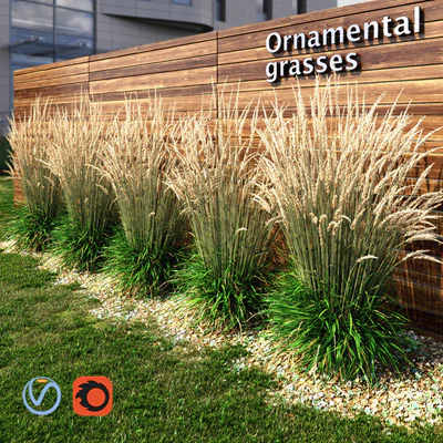 Ornamental grass dry — Ver 1