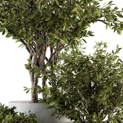 Outdoor Plants tree in Concrete Pot - Set 141 — Ver 3