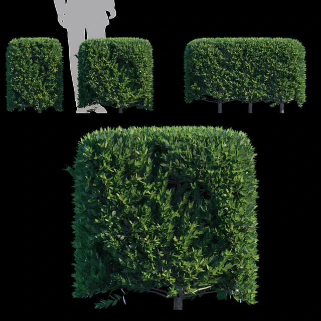 Ilex × aquipernyi Meschik |Dragon Lady Hedge — Скачать