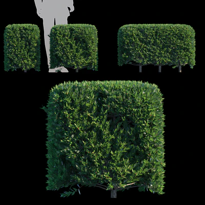 Ilex × aquipernyi Meschik |Dragon Lady Hedge — Вид 1