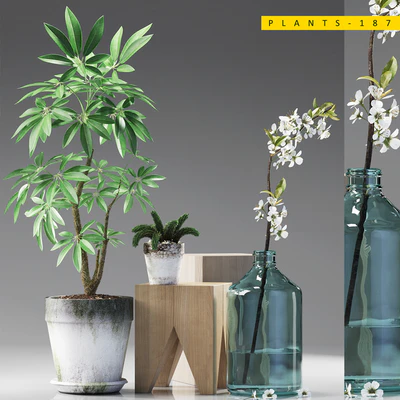 PLANTS 187 — Вид 1