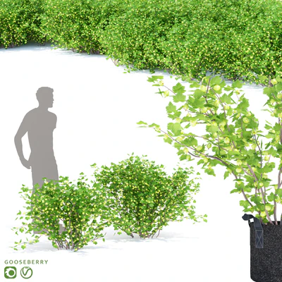 Крыжовник кусты | Gooseberry — Вид 1